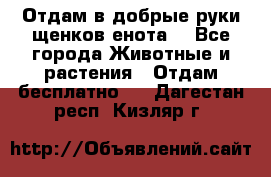 Отдам в добрые руки щенков енота. - Все города Животные и растения » Отдам бесплатно   . Дагестан респ.,Кизляр г.